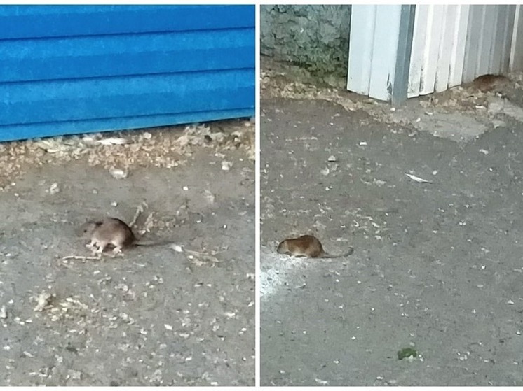В Новосибирске на улице Восход заметили нашествие крыс