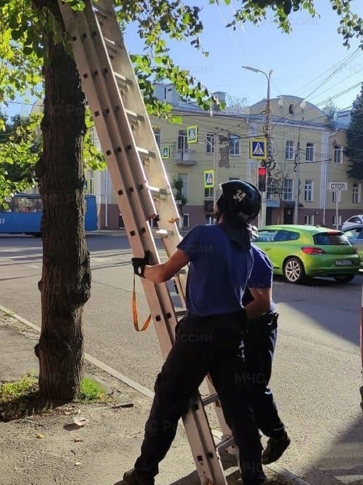 В Орле огнеборцы спасали кота