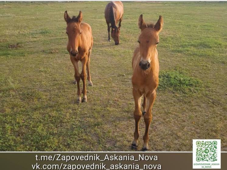В заповеднике «Аскания-Нова» назвали имена новорожденных жеребят