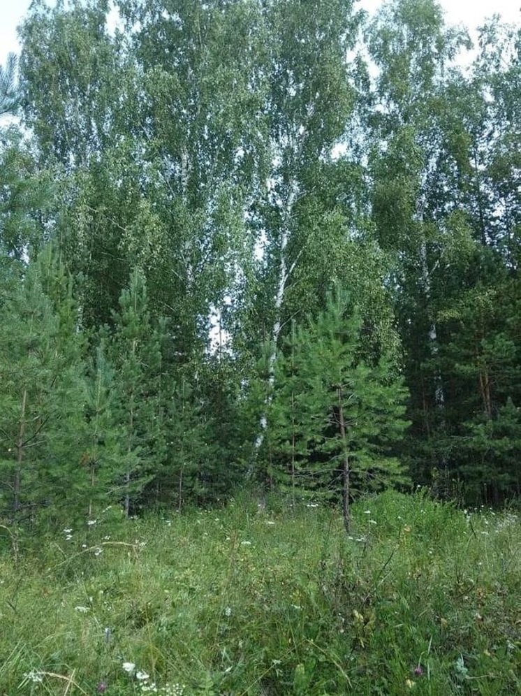 Водитель авто спугнул медведя в лесу под Ноябрьском