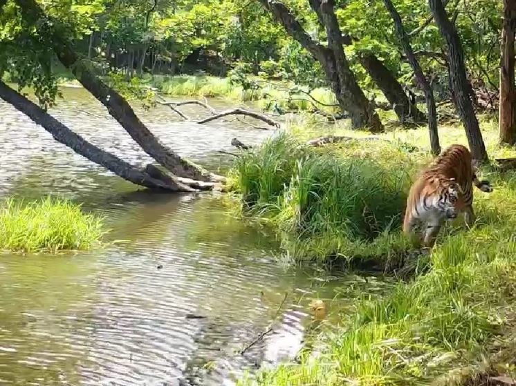 Амурского тигра застали за важным делом в Приморье