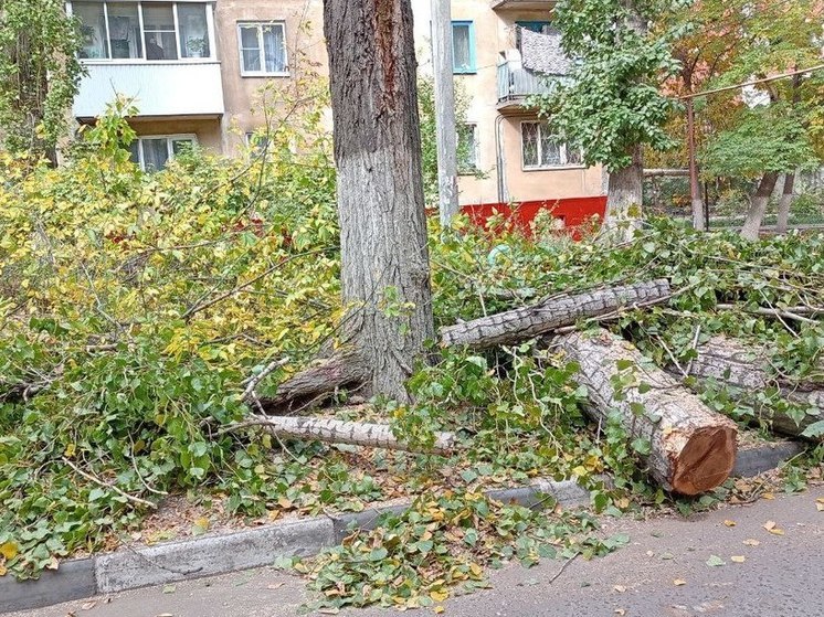 В Энгельсе спилят  14 тополей