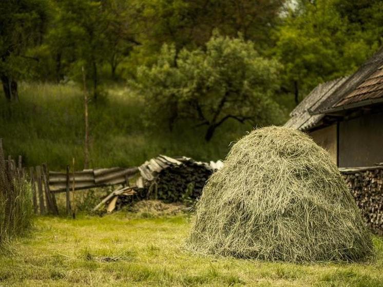 Если сегодня тепло – хлеба взойдут густыми. Народные приметы