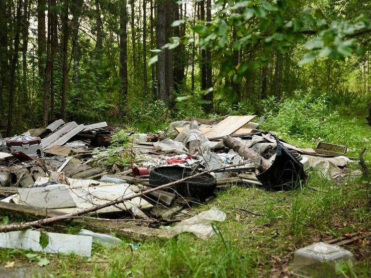 Прокуратура обнаружила в Мурманском лесничестве огромную свалку