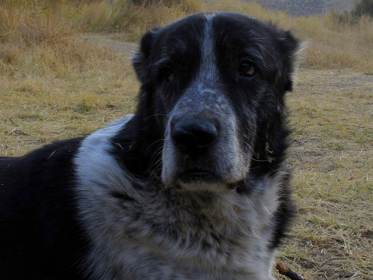 «Возможно, они сами подвергались насилию дома»