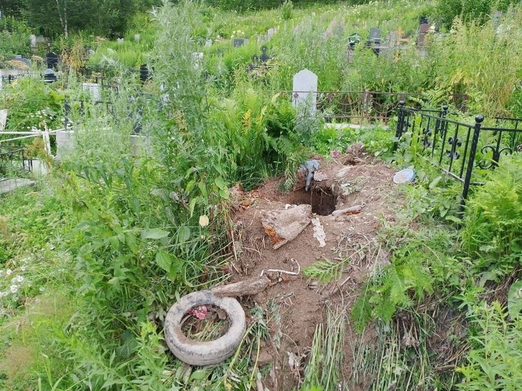 Медведи повадились громить городское кладбище в Междуреченске