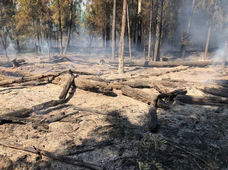 Более 6 часов тушили лесной пожар в Подмосковье