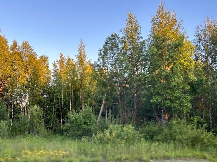 Деревья и кусты срубят в Сегежском округе ради пожарной безопасности