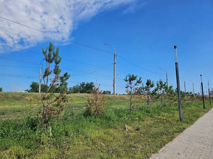 В Омске вдоль центральных улиц обновят зелёные насаждения