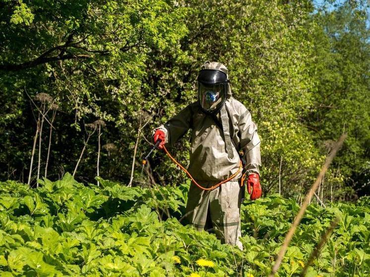 Свыше 2 тыс. человек обратились на портал по борьбе с борщевиком