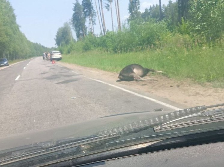 В Шиловском районе насмерть сбили лося