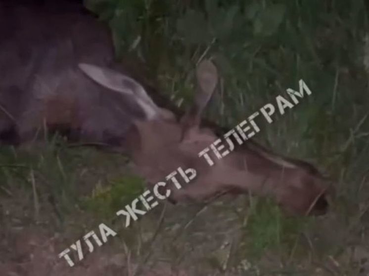 На трассе в Тульской области иномарка сбила лося