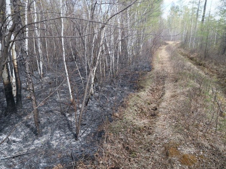 Более 1 млн гектаров леса сгорело в Забайкалье с начала года