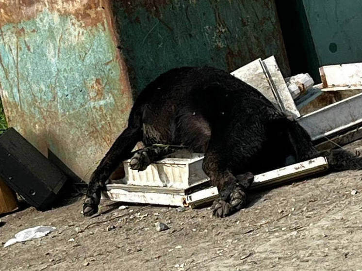 В пригороде Южно-Сахалинска нашли на мусорке труп собаки