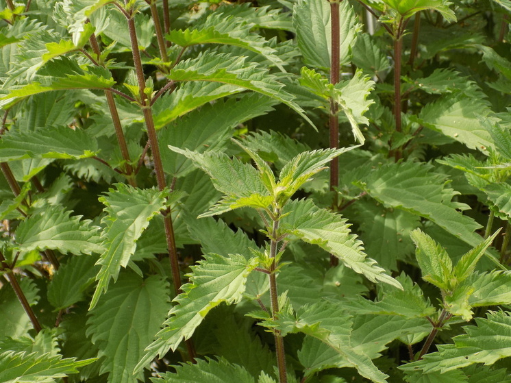 11 июля отмечается народный праздник Крапивное заговенье