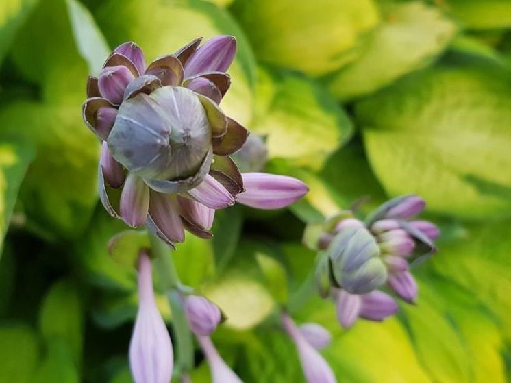 В Подмосковье возвращается жара, но рекордов не ждем