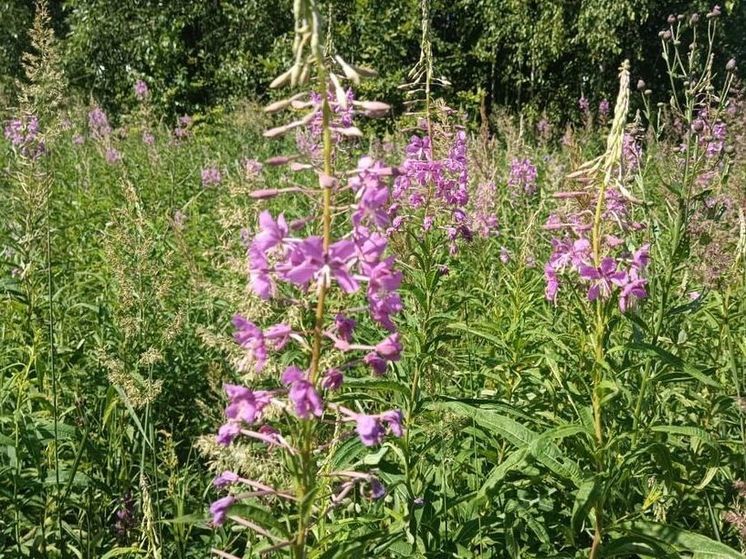 Период сбора иван-чая проходит в эти дни у травников