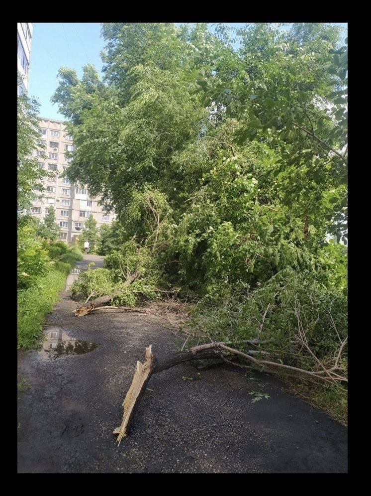 В Новокузнецке во дворе жилого дома обрушилось дерево