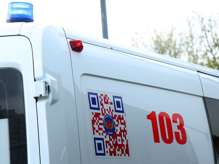 В регионе зафиксировали рост количества случаев наезда на животных