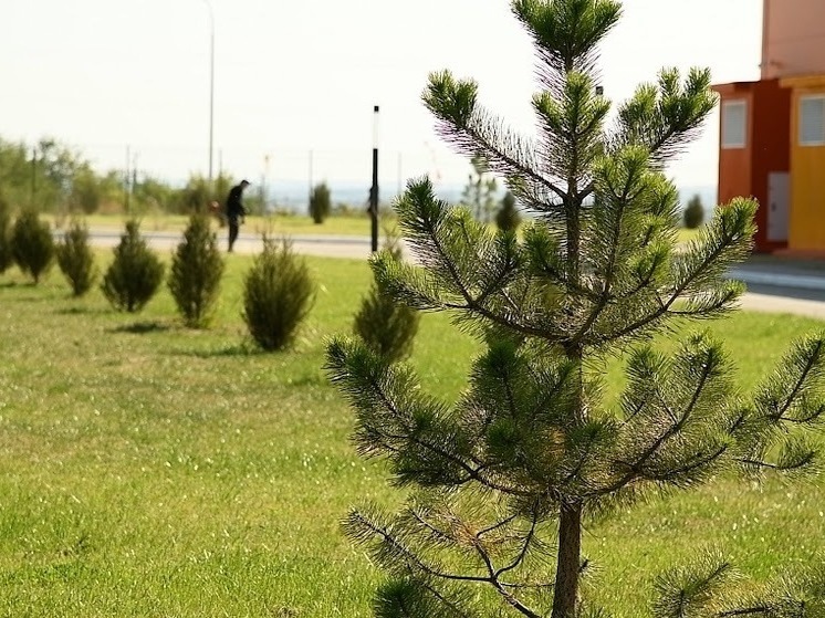 Две улицы в Астрахани временно перекроют из-за опиловки деревьев