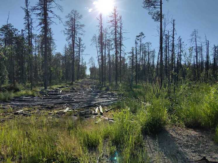 В Югре парень был в тайге четыре дня и выжил