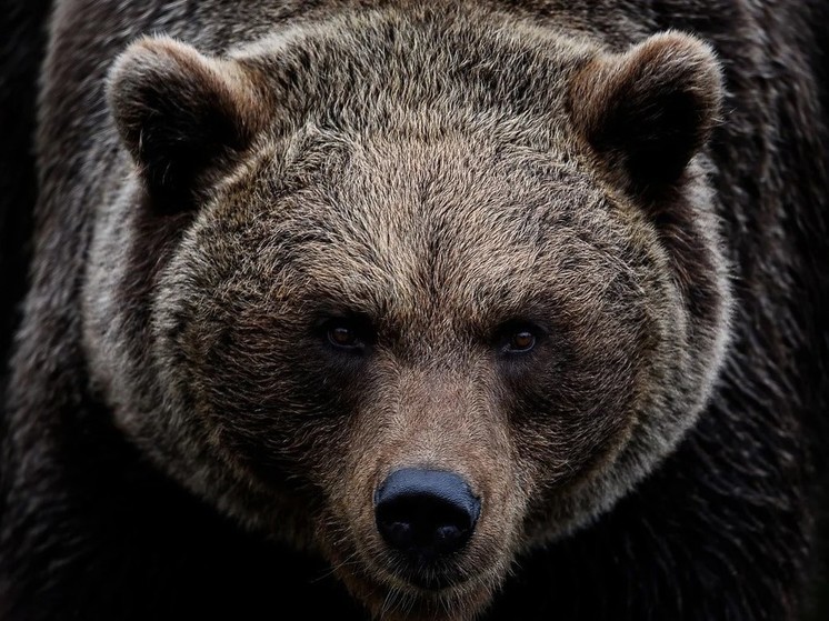 "Фонтанка": в Петербурге женщина погибла при нападении медведя
