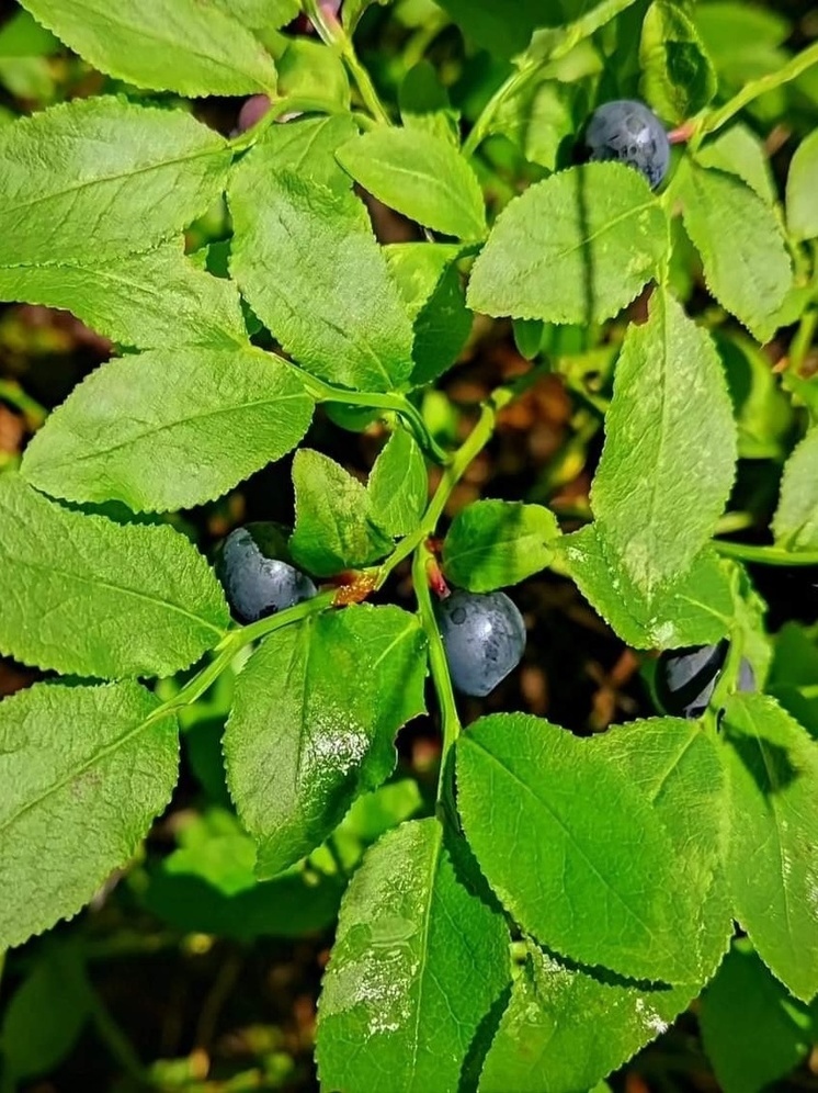 Финны прогнозируют богатый урожай лесных ягод в Карелии