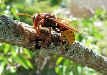 Укус самой крупной осы смертелен для аллергиков

