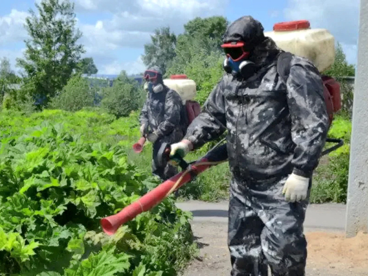 В Октябрьском районе перешли от скашивания борщевика к химобработке