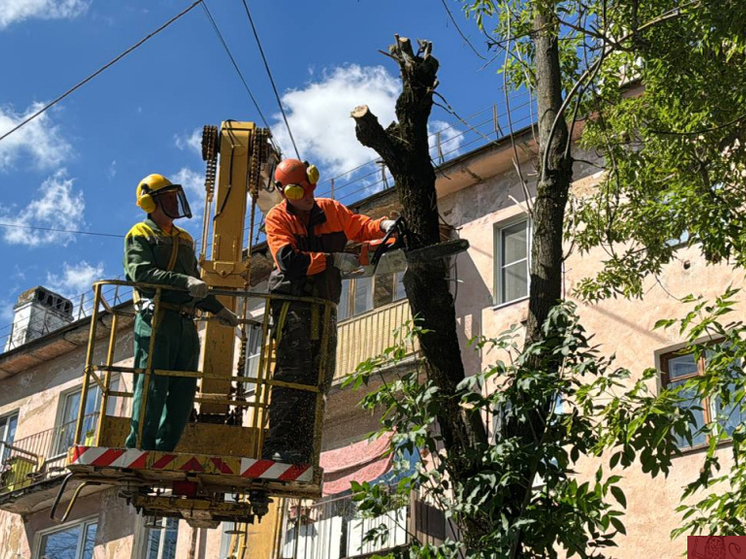 Во Владимире спиливают деревья, больные ясеневой изумрудной златкой