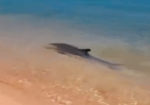 На побережье Азовского моря в южной части Донецкой Народной Республики заметили пару дельфинов, которые спокойно резвились в волнах, не обращая внимания на снимающего их на камеру человека