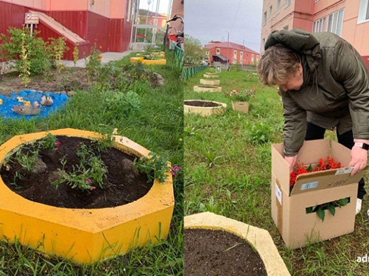 В ТОС «Центральный» Нарьян-Мара высадили схизантус и целозию