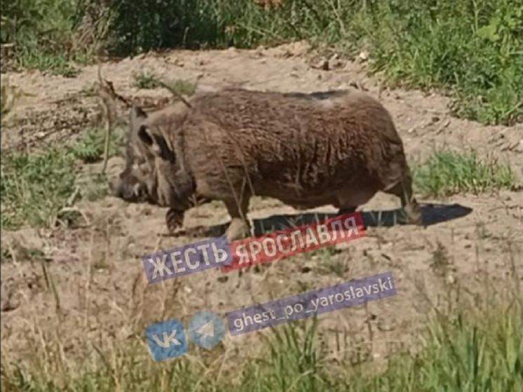 Ярославцы опять заметили в городе явно не домашнее животное