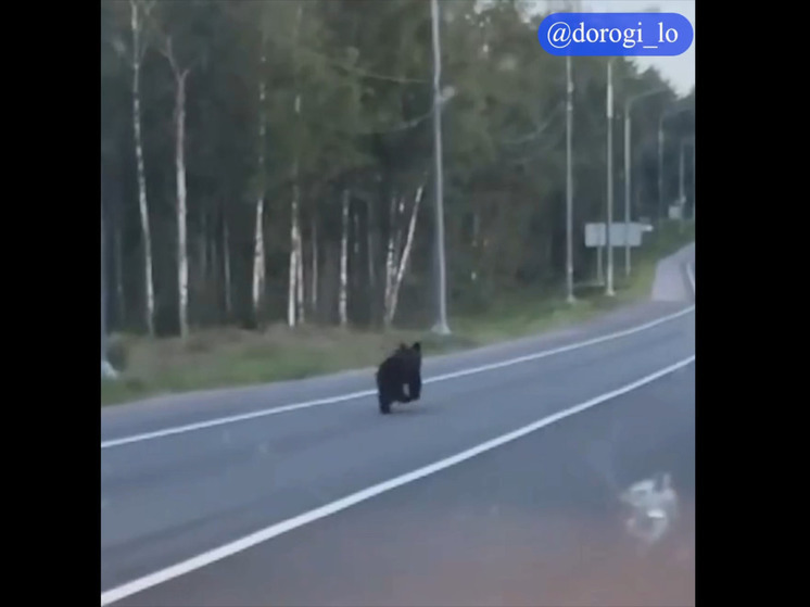 Жителям Ленобласти напомнили, чего нельзя делать при встрече с медведем
