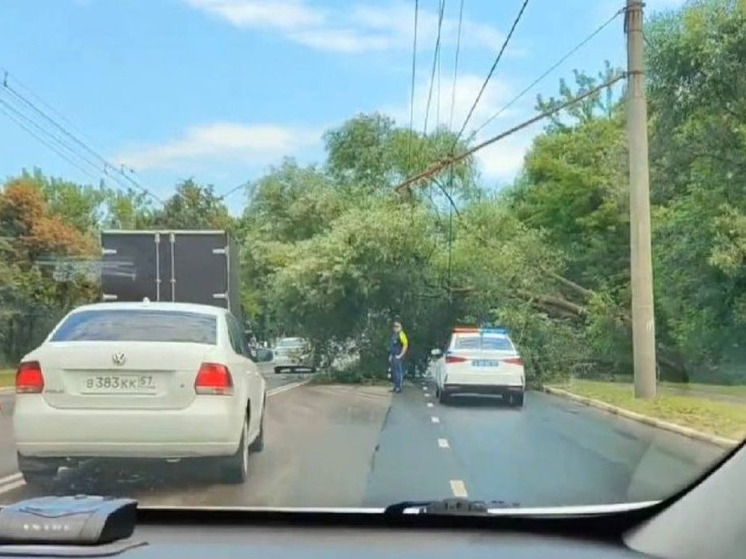 В Орле на Московском шоссе упало дерево