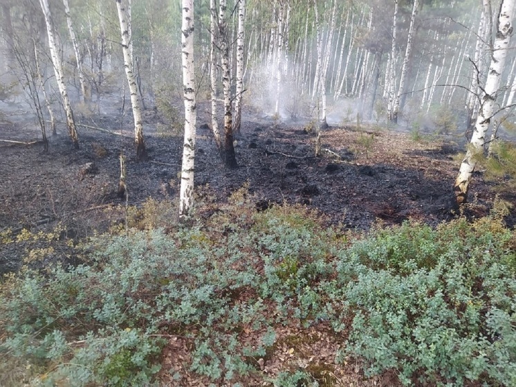 В Ярославской области горел торфяник