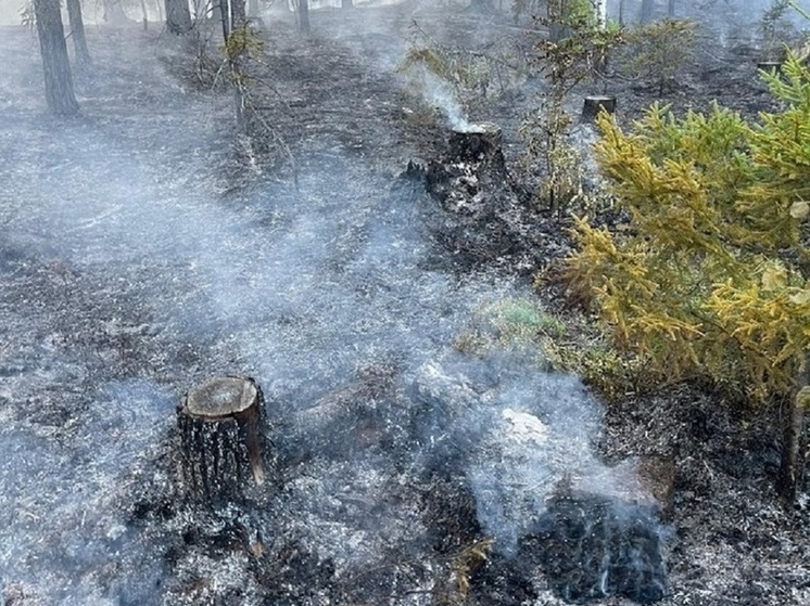 В Ярославской области зафиксировано первое возгорание в лесу