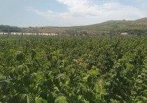 В Крыму фермеры проявляют интерес к переработке овощей и фруктов
