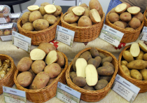 Как белая картошка становится «золотой»: крестьяне винят торговлю, ритейлеры - аграриев

