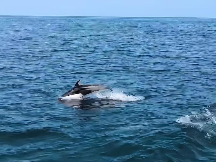 Дельфины показали водное шоу туристам на Курилах