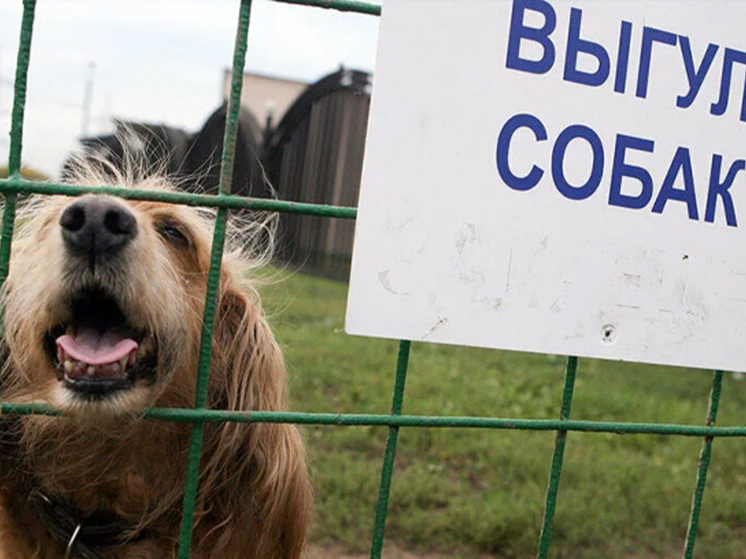 Площадка для выгула собак появится в Певеке