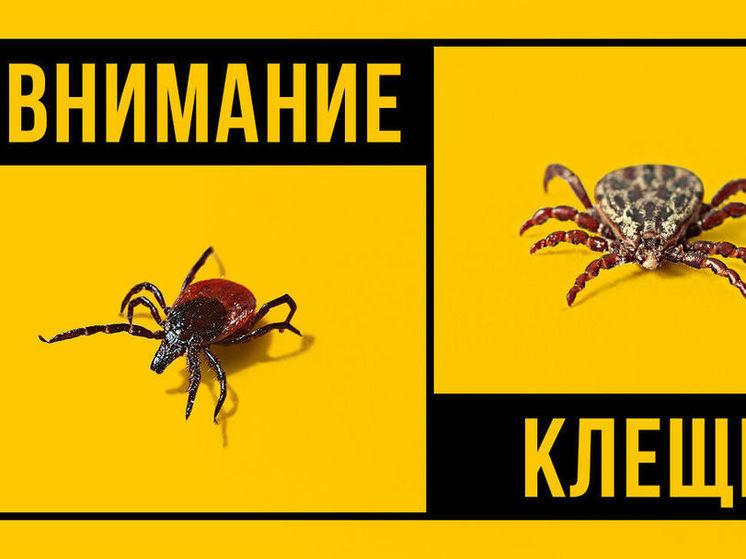 Более 20 тысяч жителей Кузбасса пострадали от укусов клещей с начала года