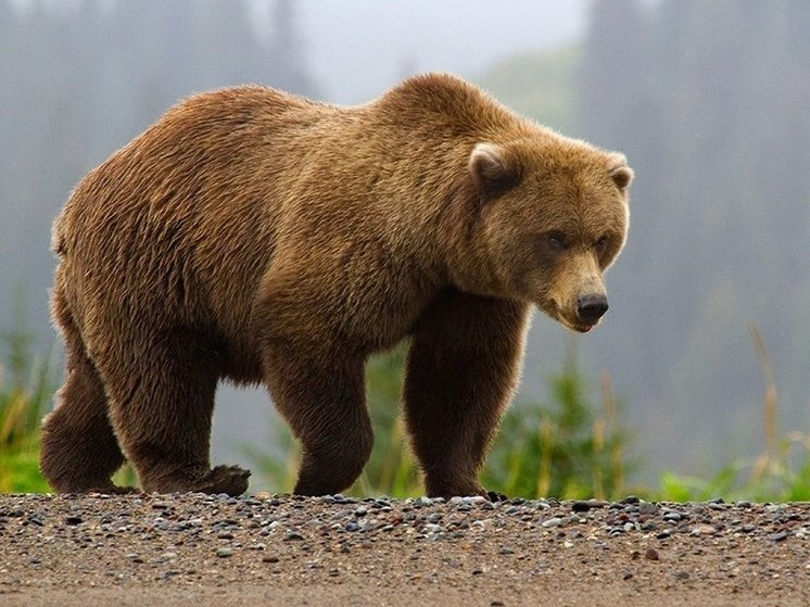 По деревне в Подмосковье прогулялся медвежонок