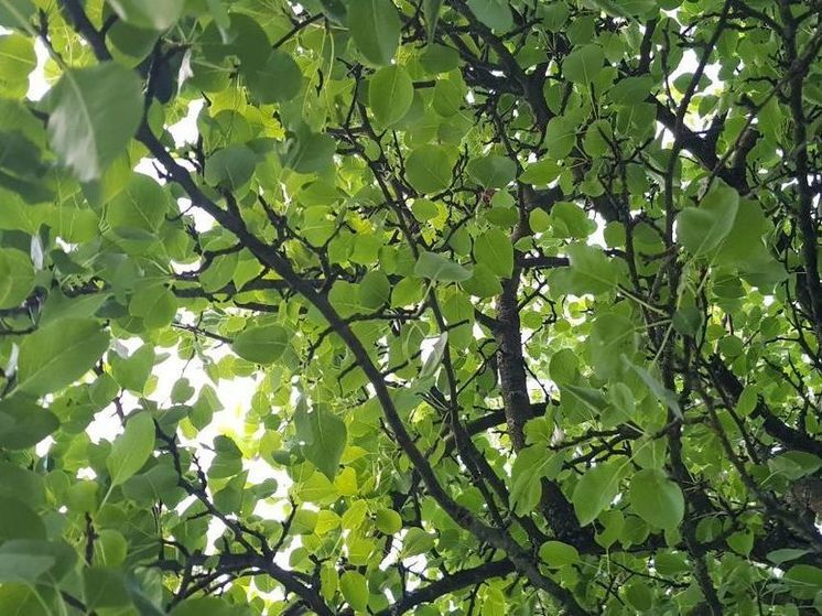 В Егорьевском лесничестве ожидается 4-ый класс пожарной опасности