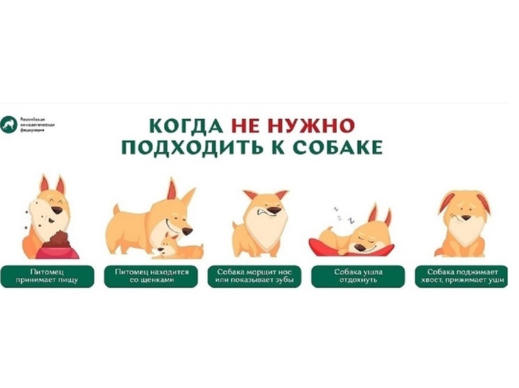 Азбука эмоций: когда не стоит подходить к собаке