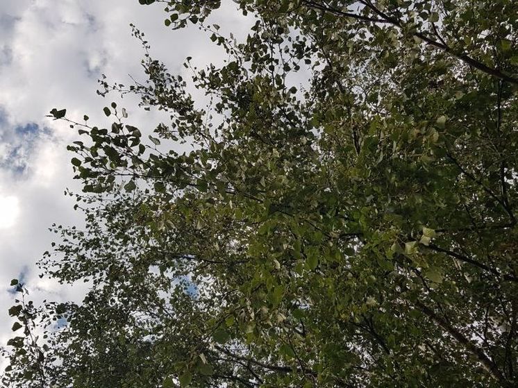 Лесничие Подмосковья помогли заблудившимся грибникам