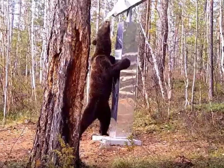 Медведь красноярск улица