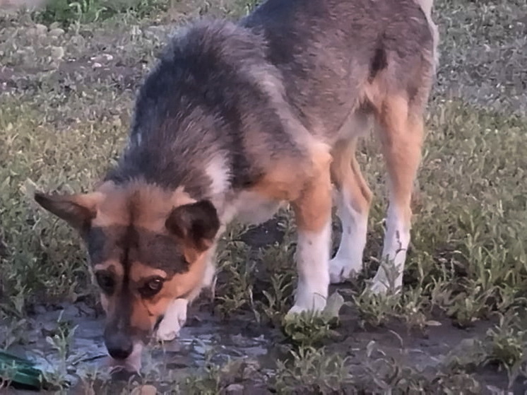 В Москве хозяева уехали и заперли на балконе собаку без еды и воды