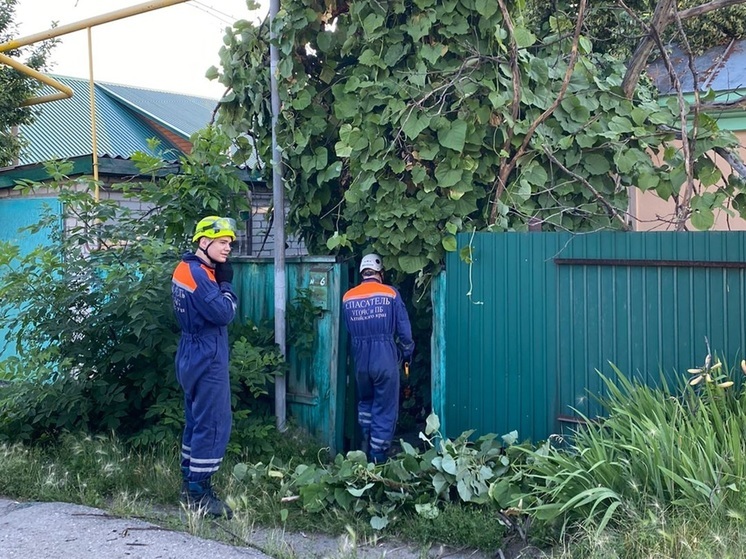 В Барнауле упавшее дерево заблокировало пенсионерке выход из дома