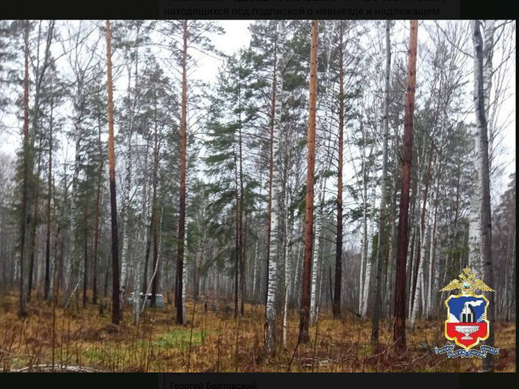 Пятеро жителей Алтайского края предстанут перед судом за незаконную вырубку 980 сосен